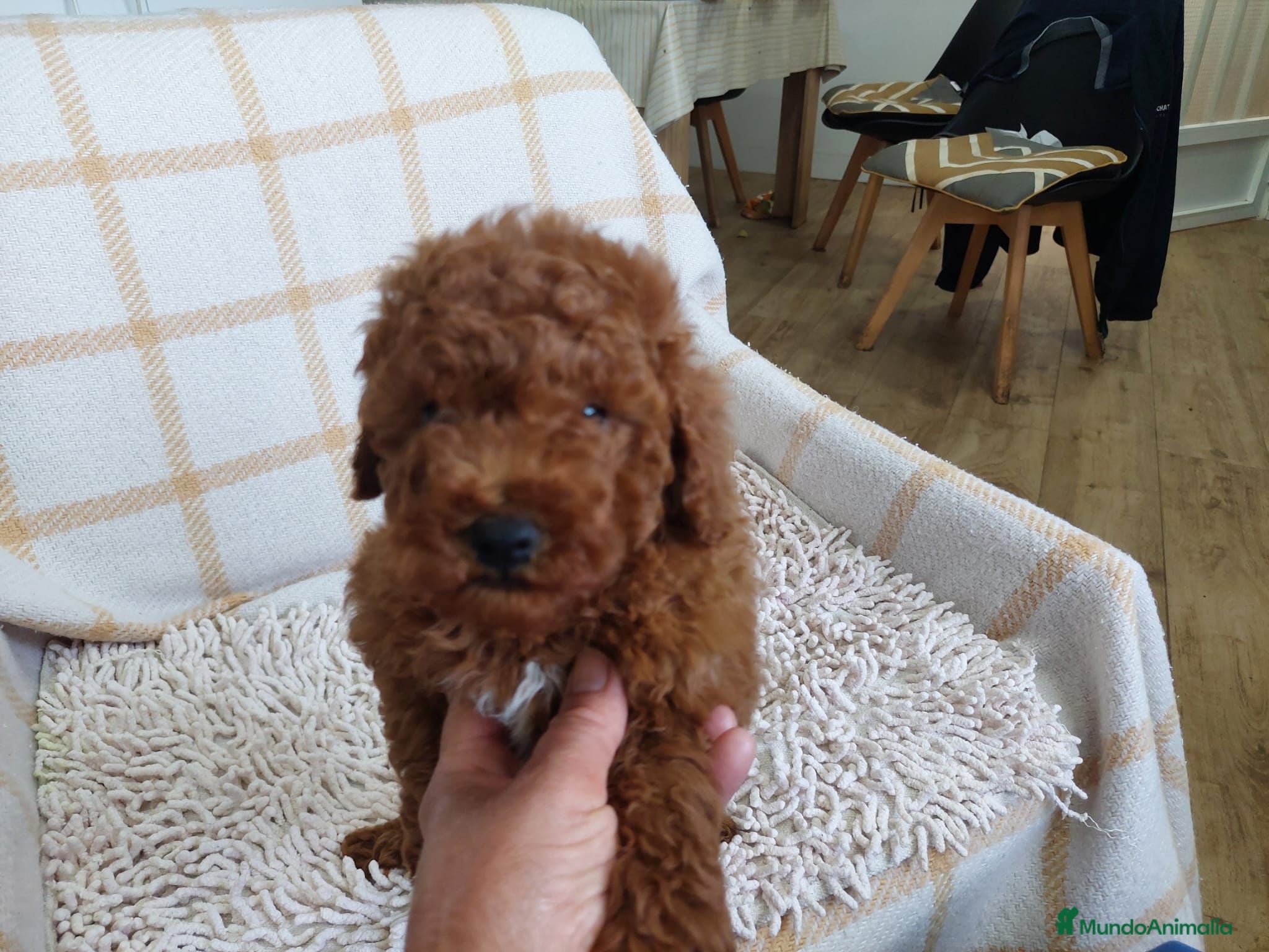 Caniche Toy perros Caniche toy  - Anuncio 1