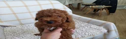 Caniche Toy perros en venta: Caniche toy  - Anuncio 1