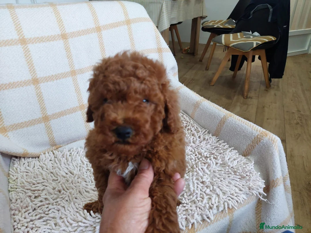 Caniche Toy perros en venta: Caniche toy  - Anuncio 1