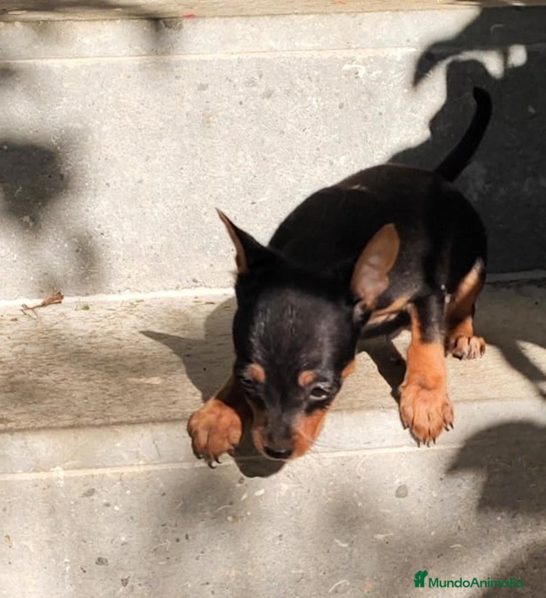 Pinscher Miniatura perros en venta: Mini pinscher machos  - Anuncio 3