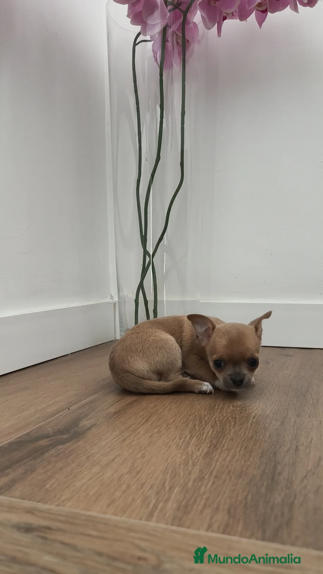 Chihuahua perros en venta: Macho chihuahua guapísimo  - Anuncio 2