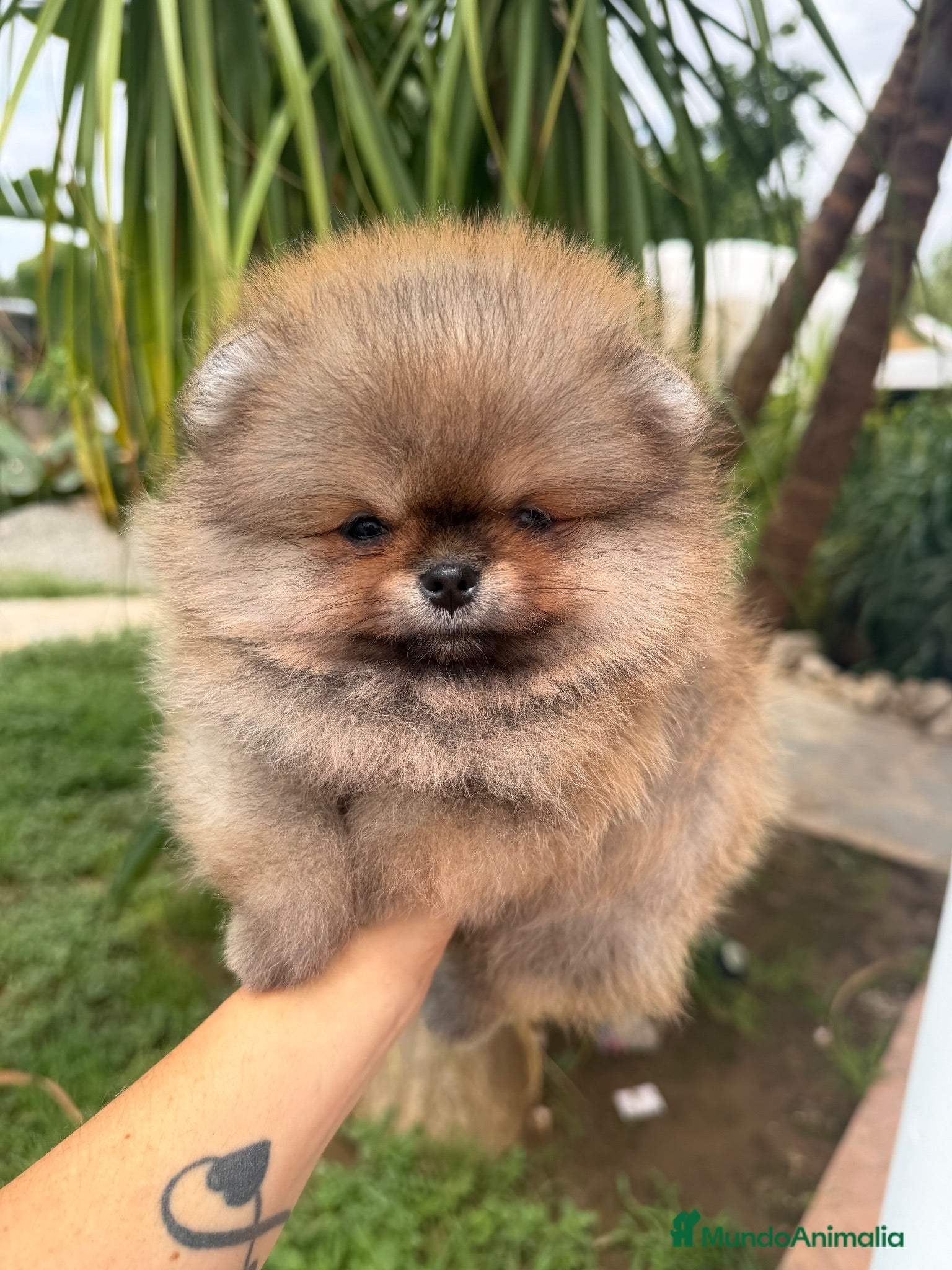 Pomerania perros Bebés Pomerania auténticos Máxima calidad  - Anuncio 1