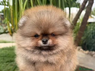 Pomerania perros Bebés Pomerania auténticos Máxima calidad - Anuncio 1