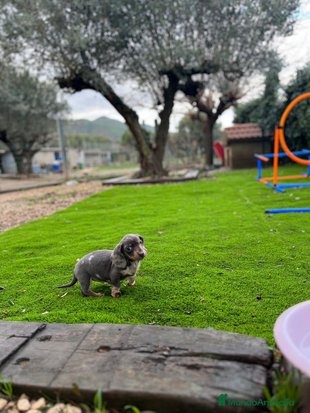 Teckel perros en venta: Teckel mini Arlequín  - Anuncio 1