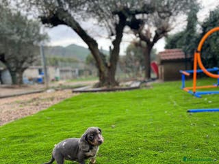 Teckel perros Teckel mini Arlequín - Anuncio 3