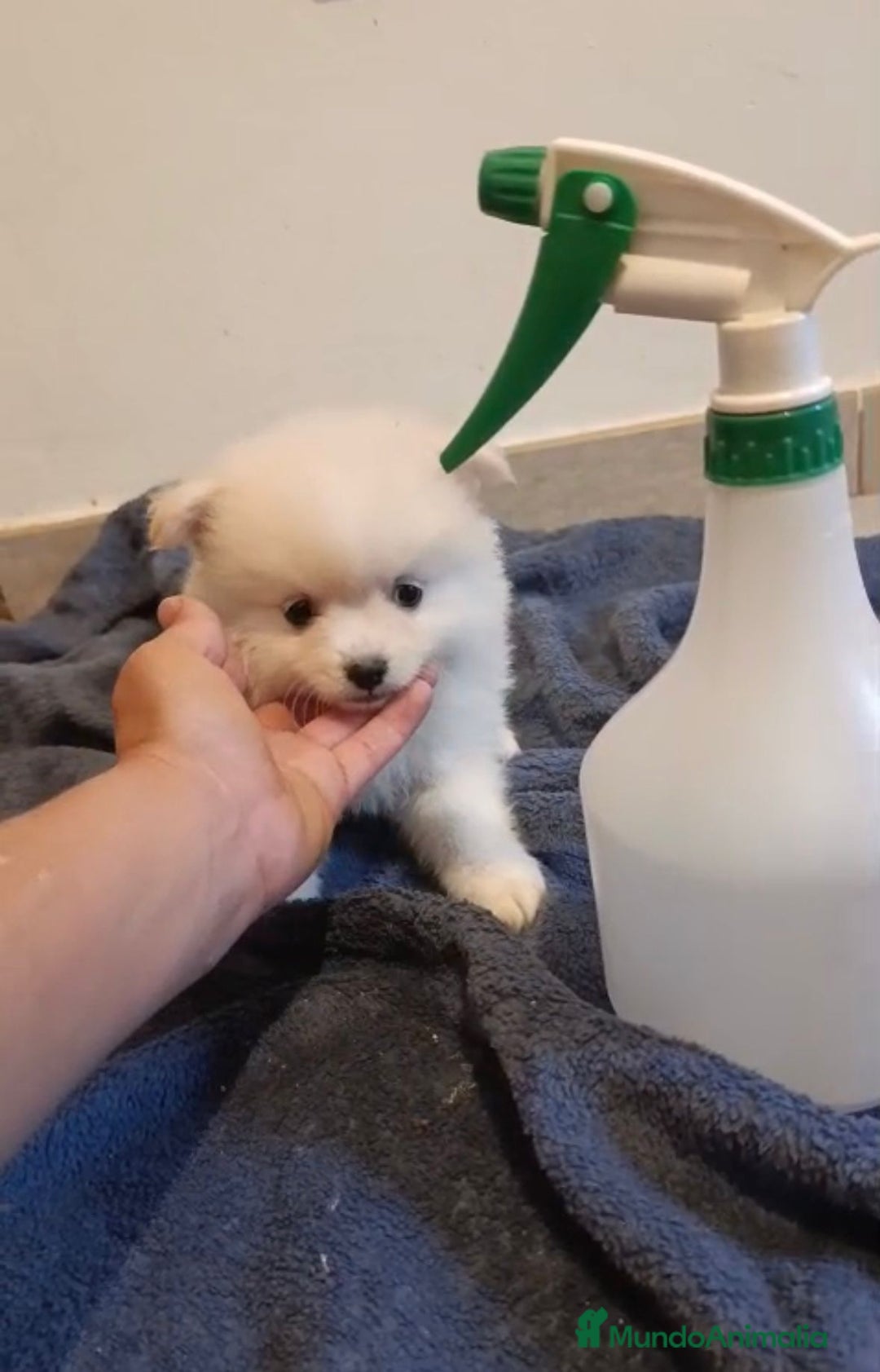 Pomerania perros en venta: Lulu pomerania toy - Imagen 6