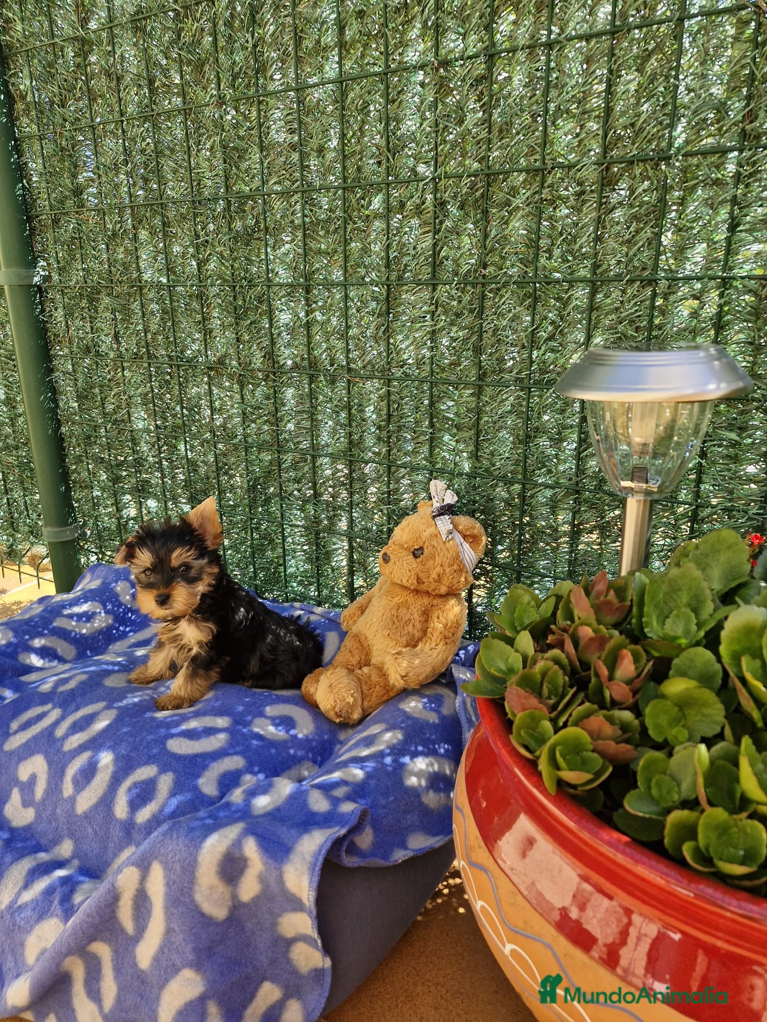 Yorkshire Terrier perros Yorkshire en Barcelona - Anuncio 2