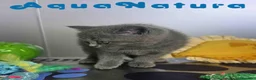 Británico de Pelo Corto Azul gatos en venta: British Hembra 6341 AQUANATURA - Anuncio 4