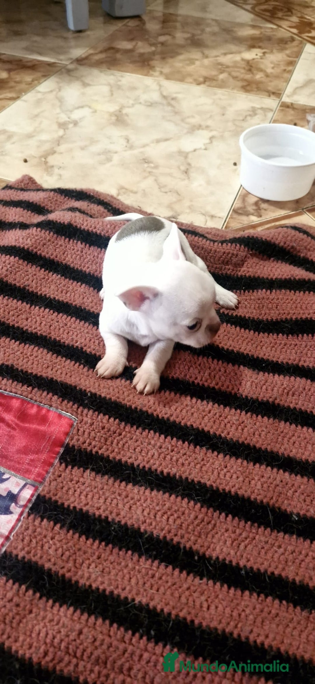 Chihuahua perros en venta: Chihuahua toy exóticos  - Anuncio 4