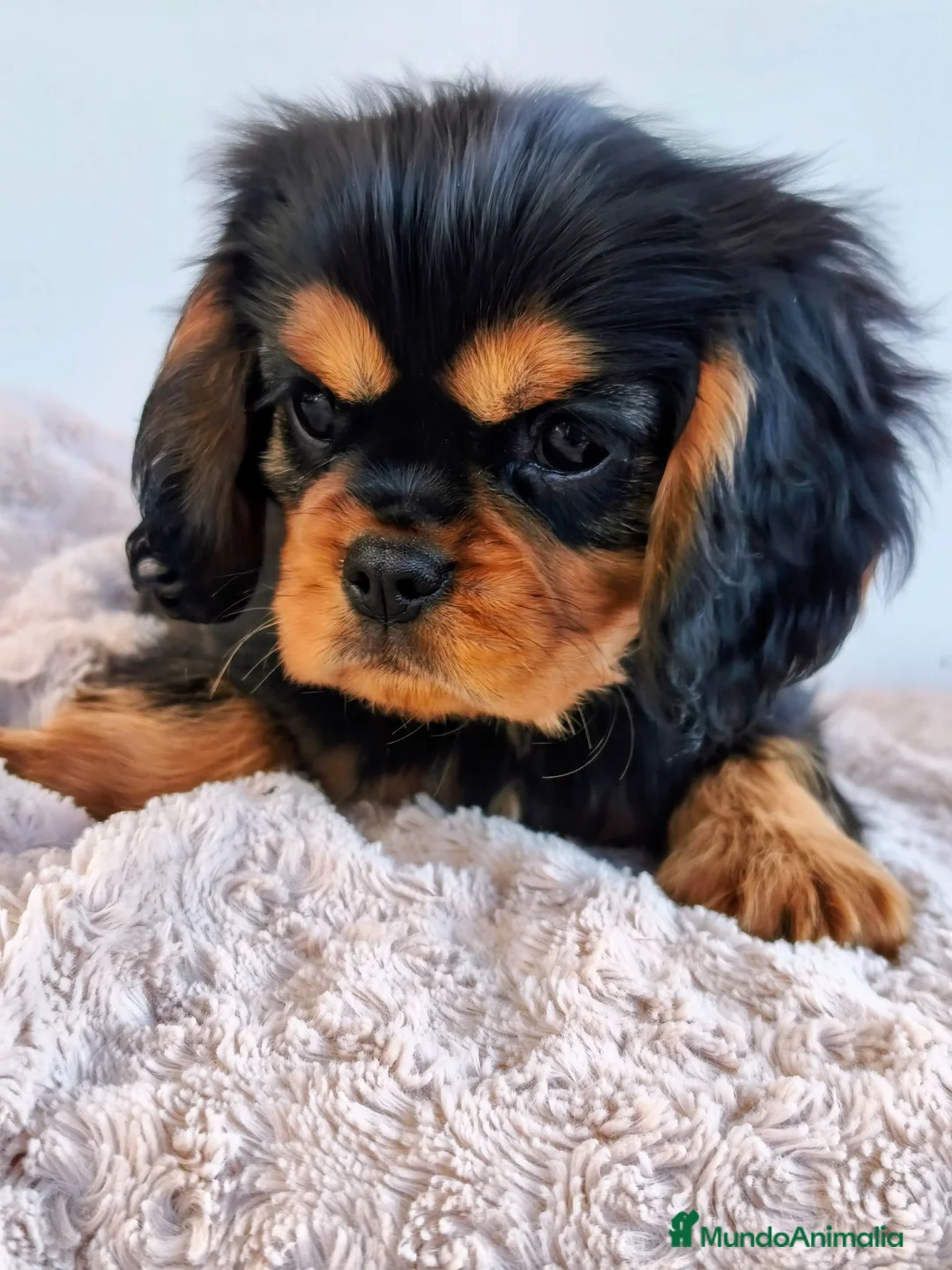 Cavalier King Charles Spaniel perros en venta: Cavalier Ruby y negro fuego - Anuncio 2
