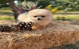 Pomerania perros en venta: Pomerania listos para entregar !! - Imagen 9
