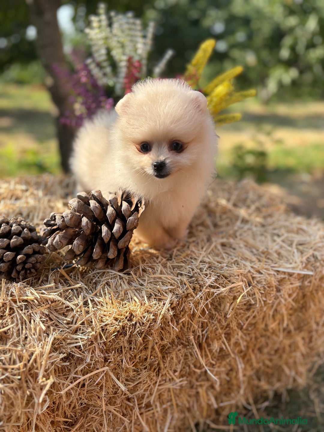 Pomerania perros en venta: Pomerania listos para entregar !! - Imagen 9
