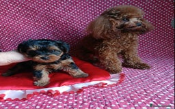Caniche Toy perros en venta: HEMBRA YORKIE-POO TOY - Imagen 2
