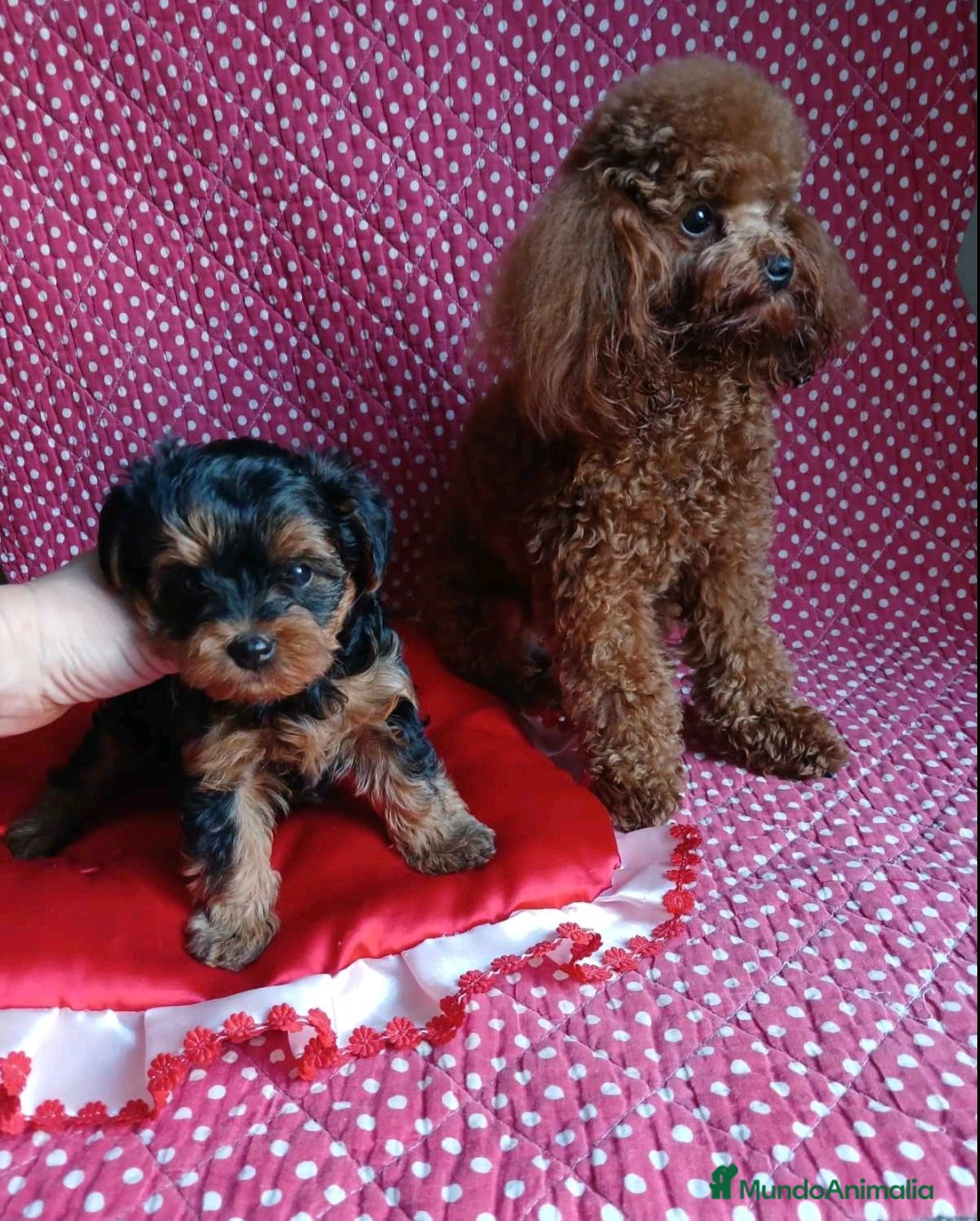 Caniche Toy perros en venta: HEMBRA YORKIE-POO TOY - Imagen 2