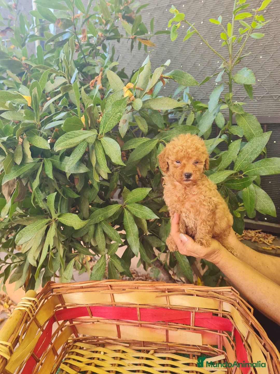 Caniche Toy perros en venta: Caniche toy - Imagen 8