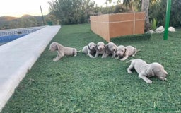 Braco Alemán de Pelo Corto perros en venta: Braco de weinar - Anuncio 1