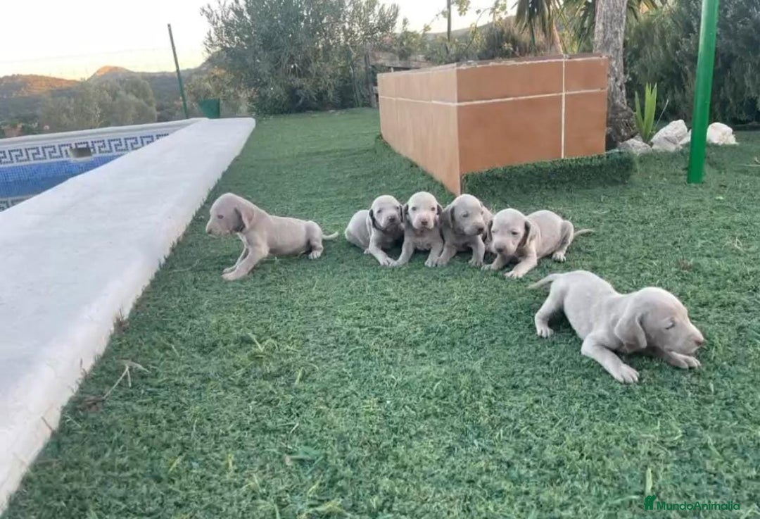 Braco Alemán de Pelo Corto perros en venta: Braco de weinar - Anuncio 1