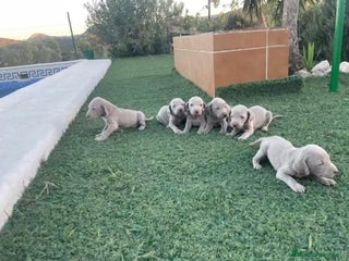 Braco Alemán de Pelo Corto perros Braco de weinar - Anuncio 1