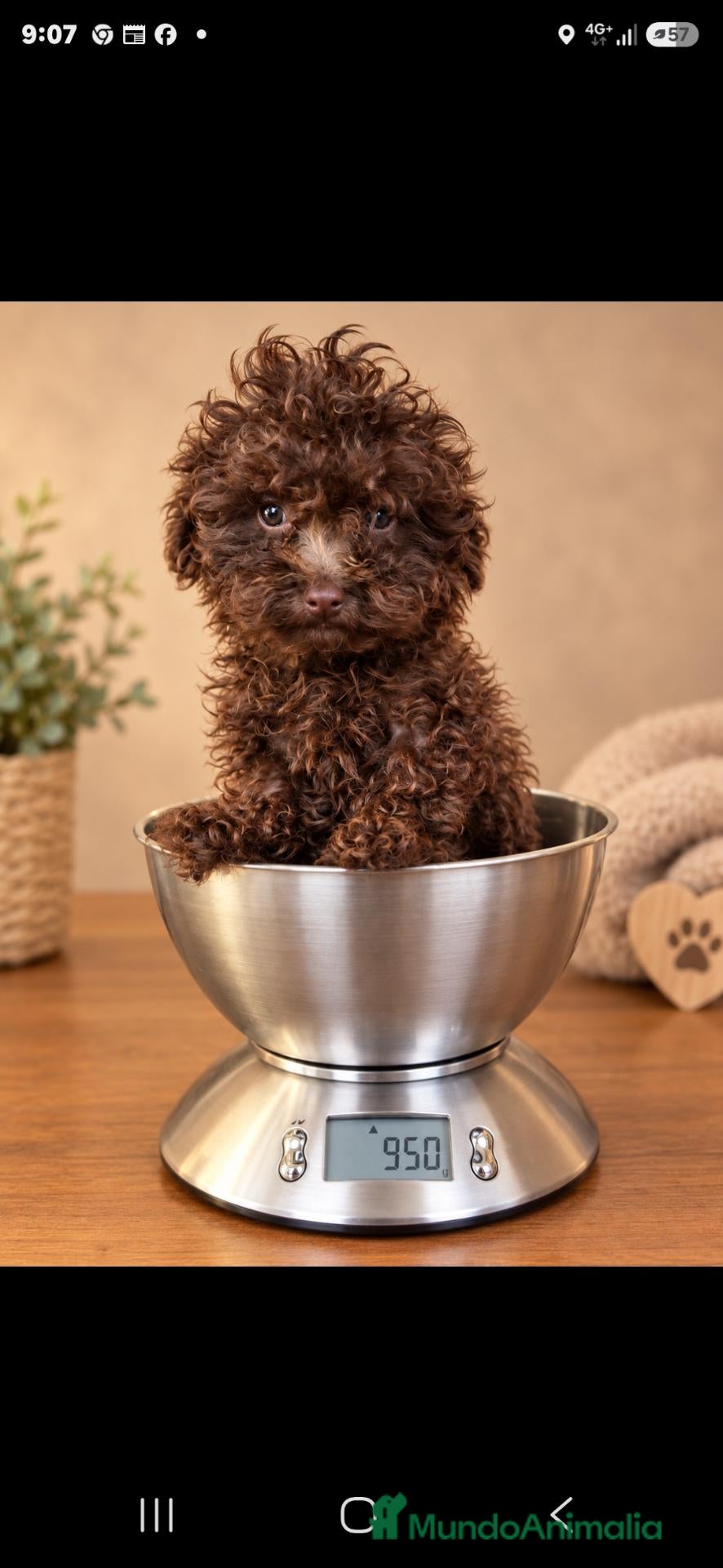 Caniche Toy perros Caniches toy chocolate - Anuncio 1