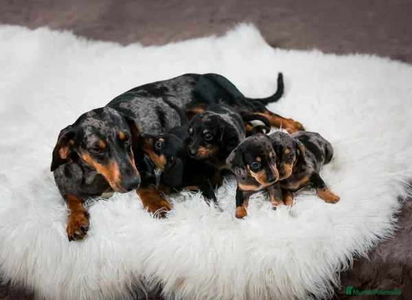 Teckel Miniatura perros TECKEL MINI  - Anuncio 19