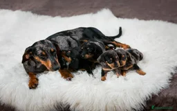 Teckel Miniatura perros en venta: TECKEL MINI  - Imagen 1
