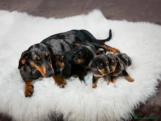 Teckel Miniatura perros - Anuncio 25