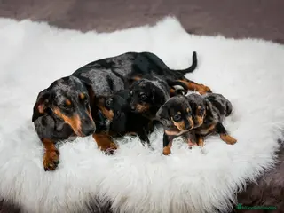 Teckel Miniatura perros TECKEL MINI - Anuncio 28