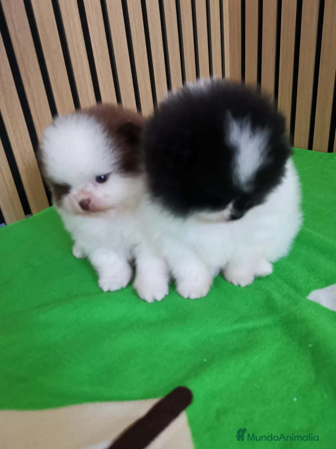 Pomerania perros en venta: Pomerania TOY Party Chocolate y Negro  - Anuncio 14