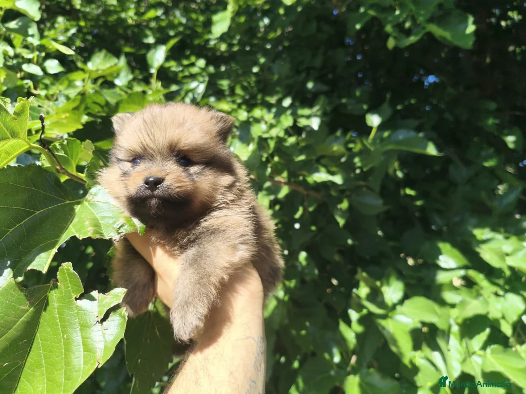 Pomerania perros en venta: Pomerania  - Anuncio 2