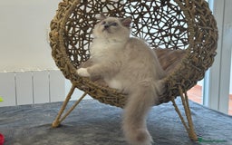 Ragdoll gatos en venta: Camada Ragdoll - Imagen 32