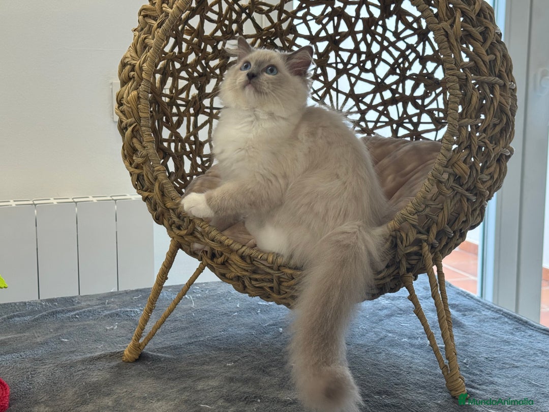 Ragdoll gatos en venta: Camada Ragdoll - Imagen 32