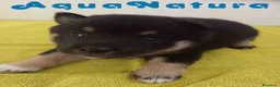Shiba Inu perros en venta: Shiba Inu Macho 2 de Magy y Simbad AQUANATURA - Anuncio 4