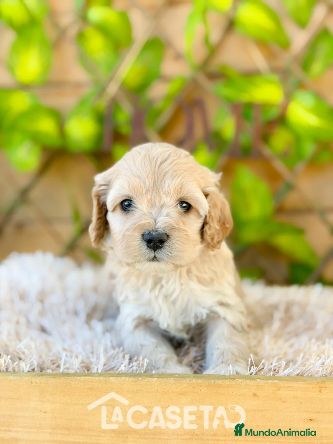 Cockapoo perros en venta: Camada de Karen  - Anuncio 2