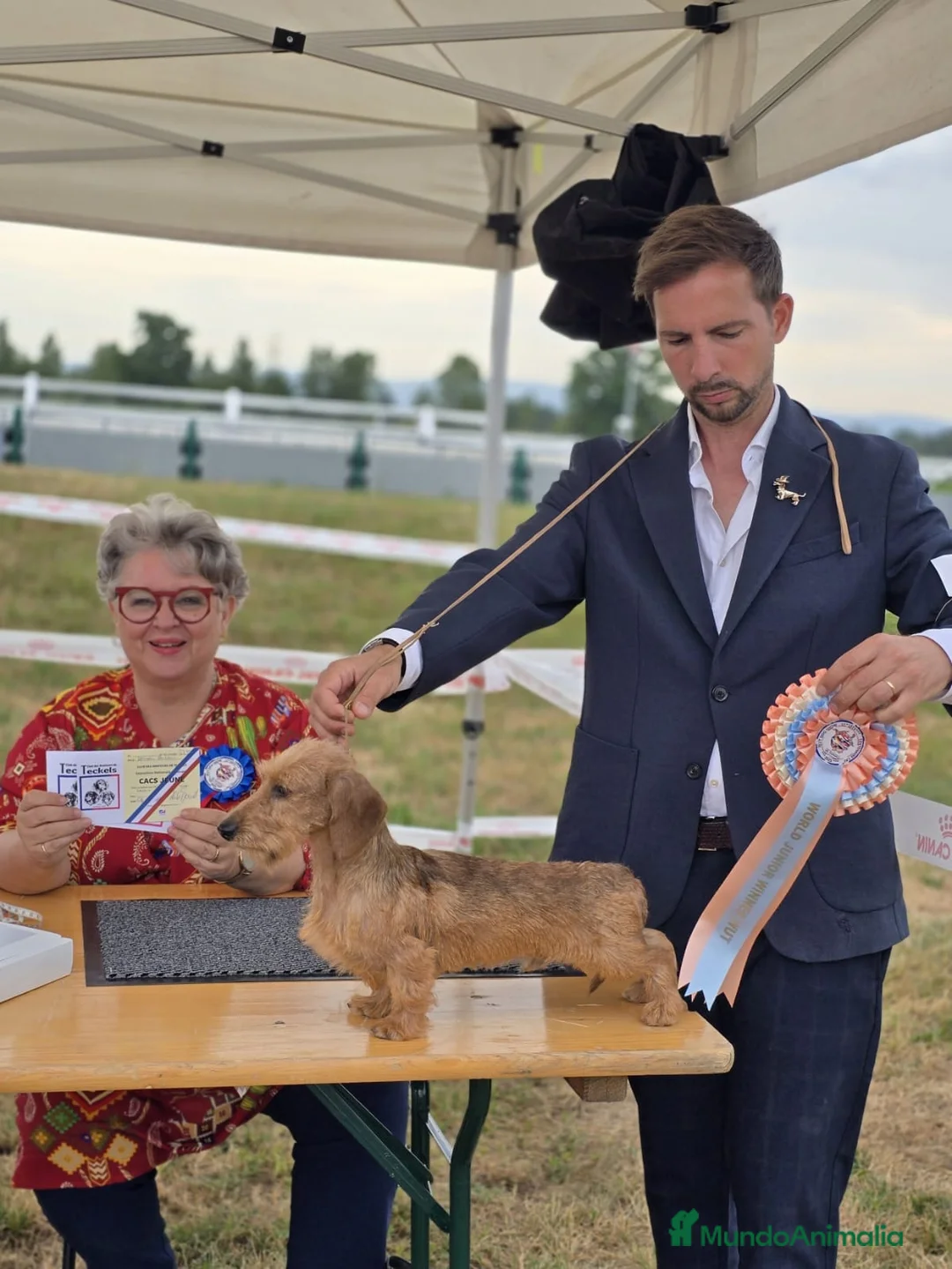 Teckel perros en venta: Teckel kaninchen pelo duro en Zaragoza - Anuncio 3