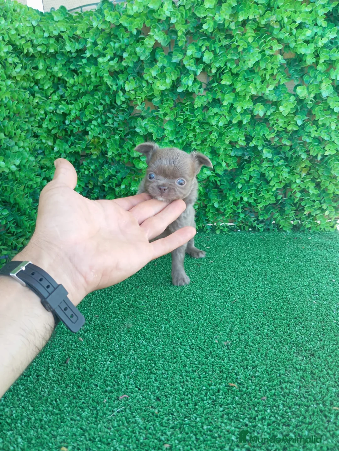 Chihuahua perros en venta: PRECIOSOS CHIHUAHUA RUSO Y ASIÁTICO  - Anuncio 2