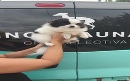 Pomerania perros en venta: Lulú Pomerania oportunidad! Macho - Imagen 7