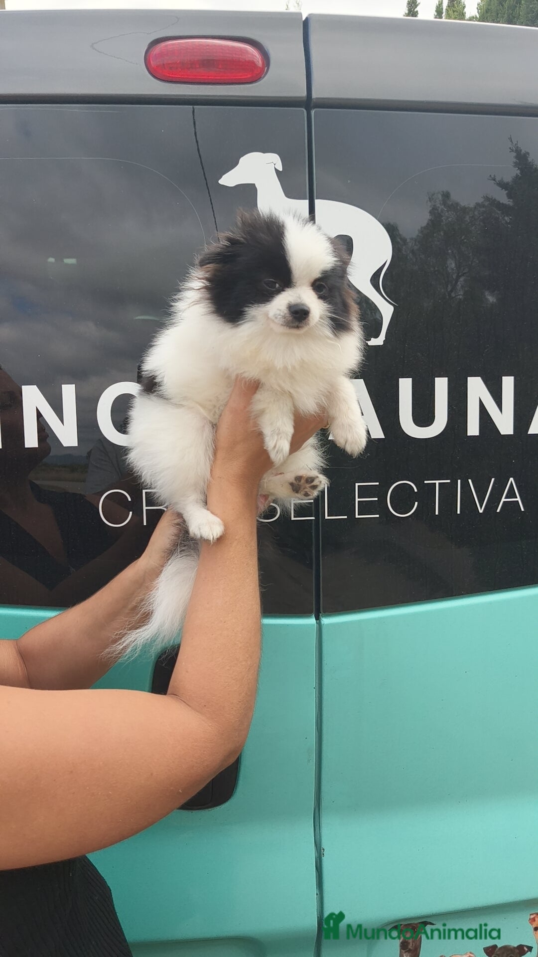 Pomerania perros en venta: Lulú Pomerania oportunidad! Macho - Imagen 7