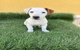 Yorkshire Terrier perros en venta: milcachorros.es disponemos casi todas las razas  - Imagen 6