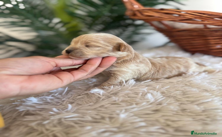 Maltipoo perros MALTIPOO MACHO - Anuncio 2