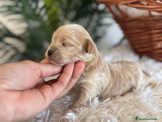 Maltipoo perros MALTIPOO MACHO - Anuncio 2