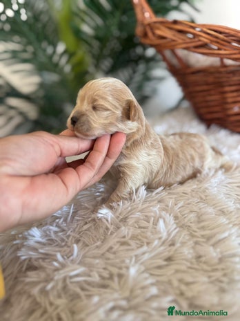 Maltipoo perros MALTIPOO MACHO - Anuncio 1