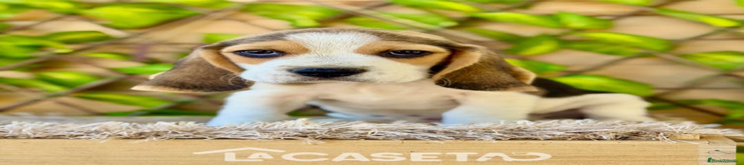 Beagle Cachorro 3486