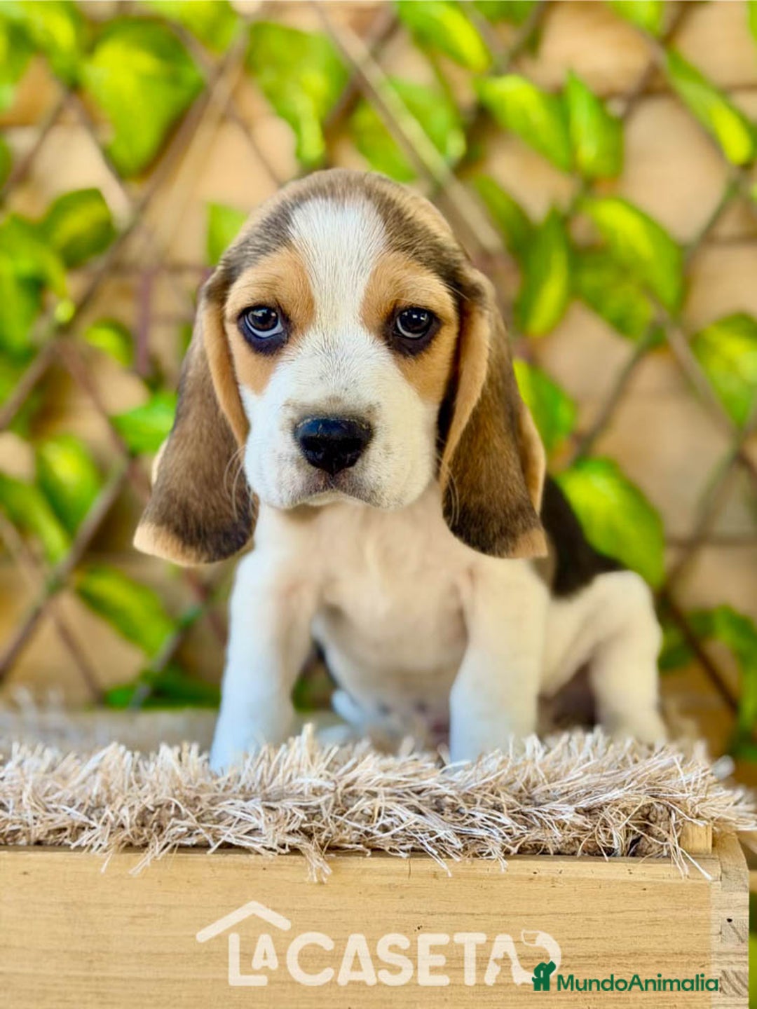 Beagle perros en venta: Camada de Fauna - Imagen 4