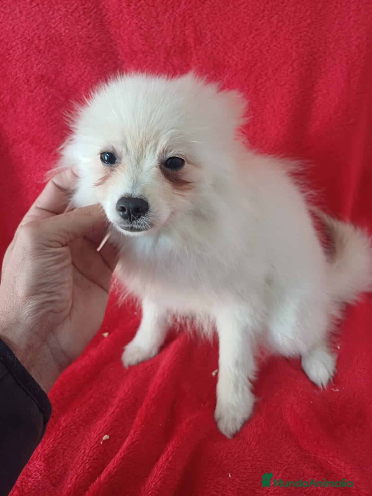 Pomerania perros Pomerania Mini  - Anuncio 19