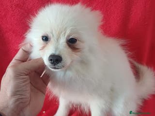 Pomerania perros Pomerania Mini - Anuncio 19