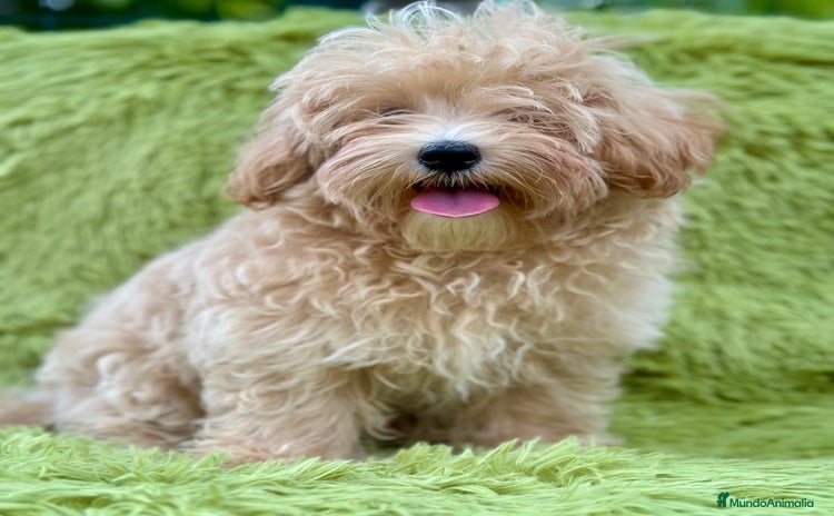 Maltipoo perros - Anuncio 3