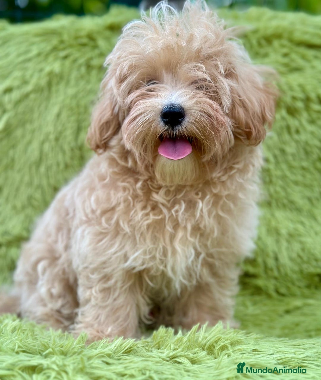 Maltipoo perros en venta: Maltipoo toy  - Imagen 1
