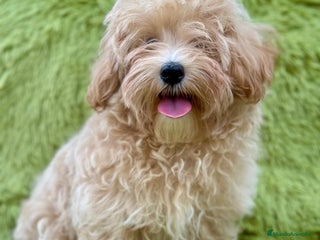 Maltipoo perros - Anuncio 39