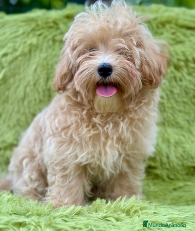 Maltipoo perros - Anuncio 17