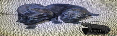 Perro Lobo Checoslovaco 1
